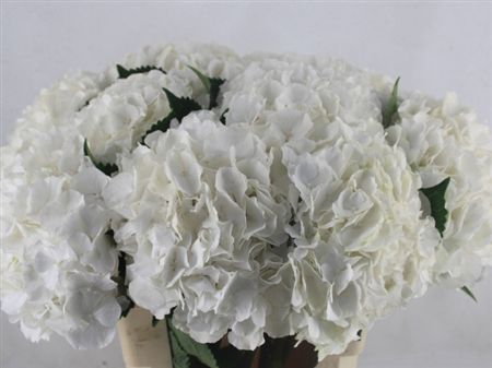 Hydrangea M White Verena